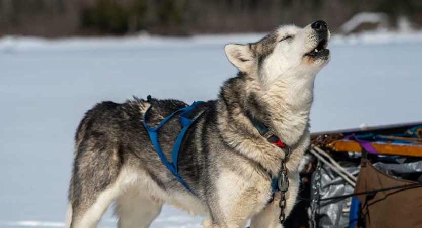 adult dog sledding trip in minnesota